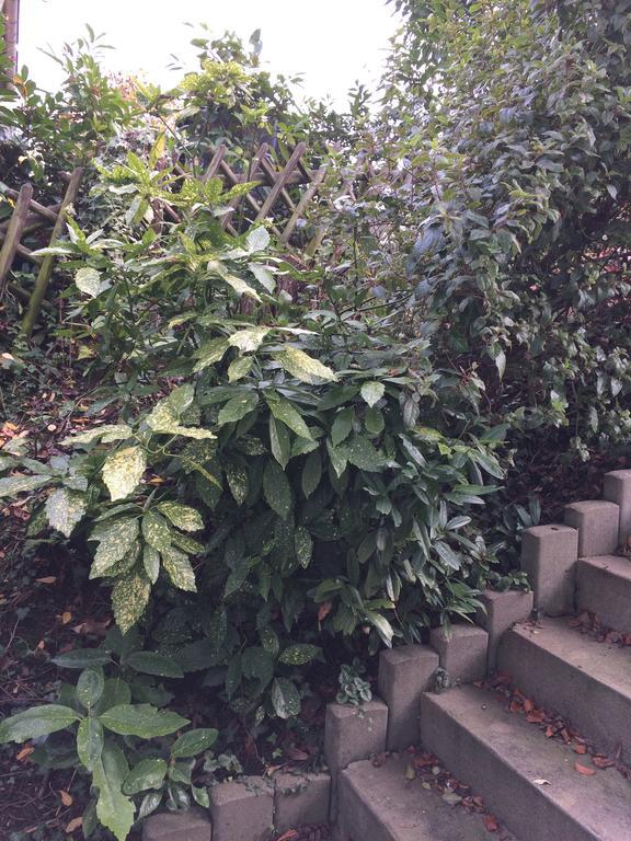 Appartement Rosengarten Wachtberg Kültér fotó